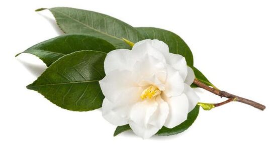 Inno Gialuron contains Chinese camellia